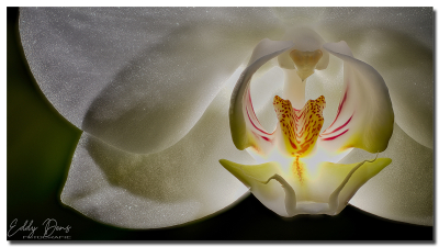 Orchideënhart